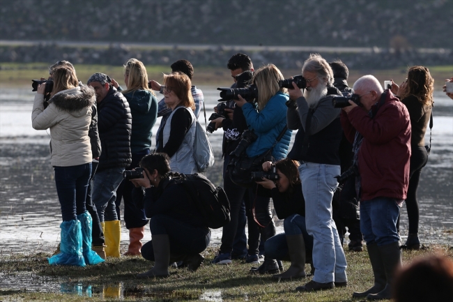 Yılkı atlarını fotoğraflamak için Türkiye’nin dört bir yanından geliyorlar